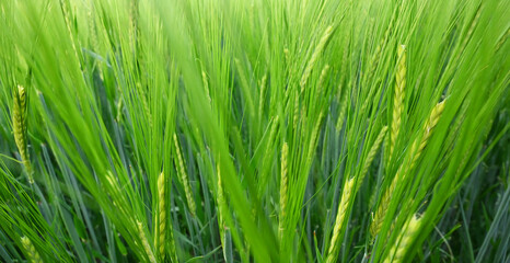 Spike of corn / wheat and green field background