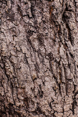Tree bark crust texture closeup