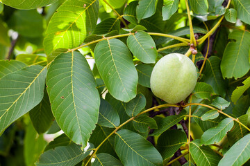 walnut growing on the tree