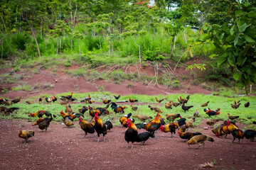chicken coop