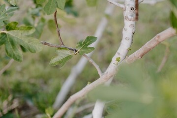 Selective focus shot of tree branches with leaves