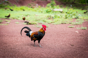 brown chicken or rooster looking for Food
