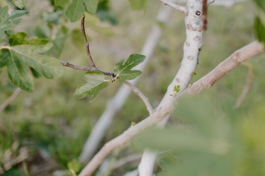 Selective focus shot of tree branches with leaves