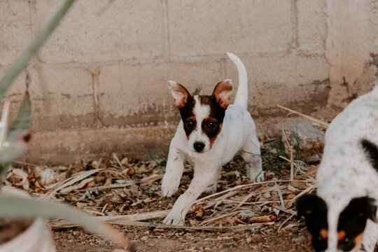 Picture of a running  Russell Terrier puppy