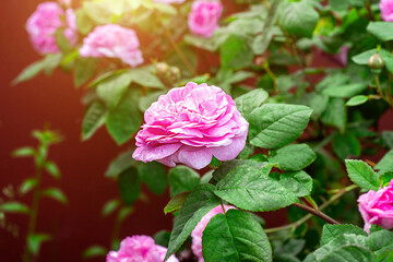 Soft fresh light pink rose flowers on bright green leaves background in the garden in spring on a sunny day.