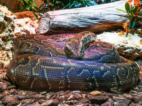 Python sebae. African rock python. It's the largest african python and can reach a length of 7,5 m. A nocturnal animal and a good swimmer. Specie critically threatened