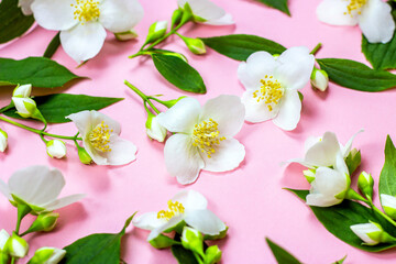 Bright fresh white jasmine flowers with green leaves on pink background.