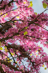 Fototapeta premium Floreciendo. Ramas de arbol cargadas de flores rosas