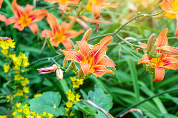 Bright orange lilly flowers on green leaves in the garden in spring and summer.