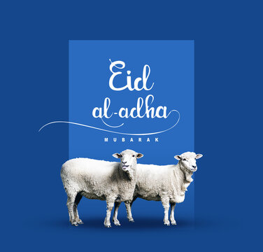 calligraphy text of Eid Mubarak for the celebration of Muslim community festival Eid Al Adha. Greeting card with sacrificial sheep