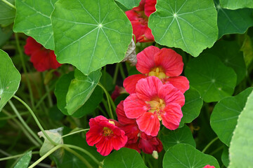 flowers and leaves of nasturtiums