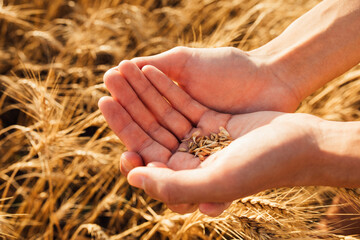 Hands of a farmer close-up holding a handful of wheat grain in a wheat field. Harvest