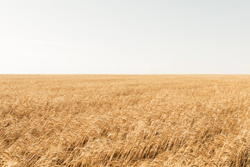 Fototapeta premium Beautiful Golden wheat field and Sunny day