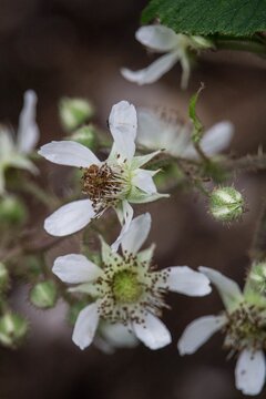 Vertical shot of rubus glaucus flowers in a field with a blurry background