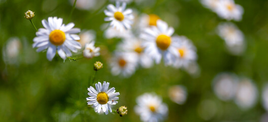 Camomile  in the meadow. Macro photography, narrow focus.