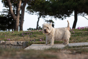 White funny maltese breed of dog standing on a path in a park, playing and looking at the camera happily. Funny dog on a windy day, overgrown with hair