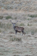 Royal red deer stag in winter time