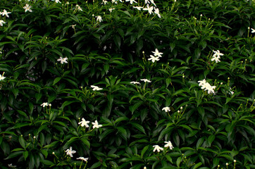 A beautiful close-up shot of jasmine flowers bush. Selective focus. Background/Textures. The White flower Pud Green leaf Popular growing in Bangladesh. Green Background.