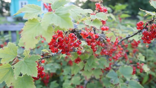 redcurrant bush on a summer day in the village.