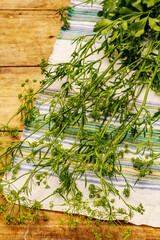 Fresh young parsley, inflorescences and its greens. Traditional ingredient for cooking