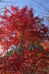 autumn color of Japanese maple leaves