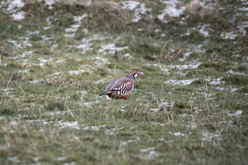 Coloured red Grouse