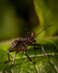 Insect standing on a leaf