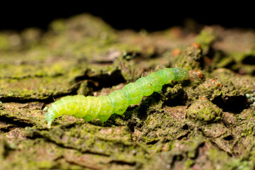 Macro photography of a caterpillar