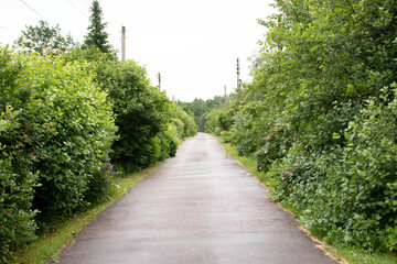 Fototapeta na wymiar empty road in the village