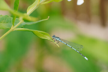 The blue cube bearing dragonfly is sitting on a leaf of grass