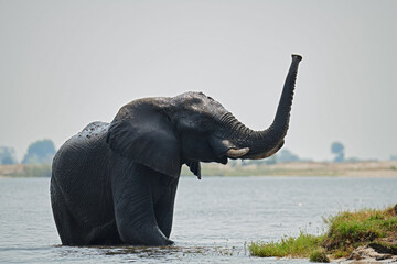 Elephant (Loxodonta africana) walks in the water.