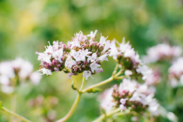 Lilac flowers of oregano bloom in the summer in the garden close-up, selective focus