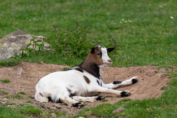 Ziegen baby