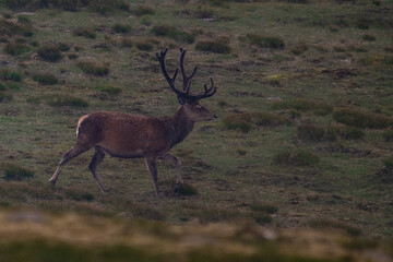Royal red deer stag