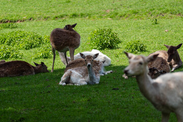 Ein paar Rehe auf einer Weide