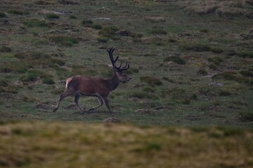 Royal red deer stag