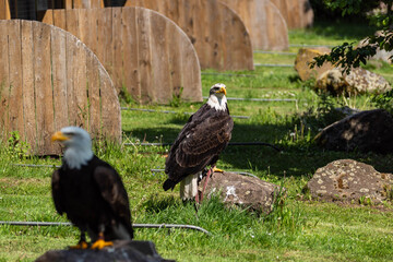 Adler paar 2