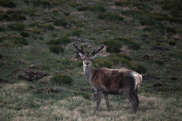 Royal red deer stag