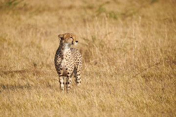cheetah, (Acinonix jubatus)