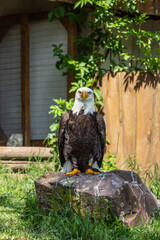 Adler auf Stein