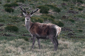 Royal red deer stag