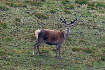 Royal red deer stag