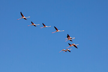 Les flamants
