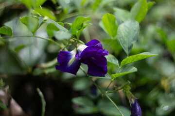 Butterfly pea flowers blure background

