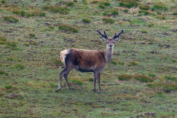 Royal red deer stag