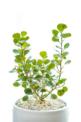 Mistletoe Rubber Plant is an ornamental tree that can be planted inside the house. Because it needs...