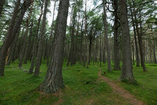 Forest At The Cairngorms Nationa Park