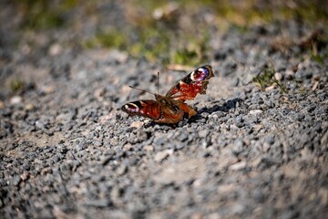 Macro photo of a tropical butterfly