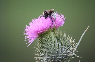 Biene auf der Blüte einer Kratzdistel bei Sonnenlicht im Sommer