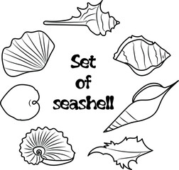 Set of seashells in black vector line. Seven different sea shells from the sea and ocean. Isolated on a white background. Vector images are suitable for web site, print and business card.
